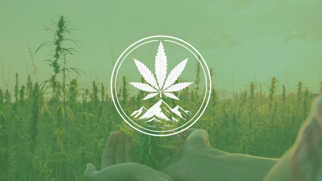Terroir in Wine… and in Weed? The Region Matters More Than You Think