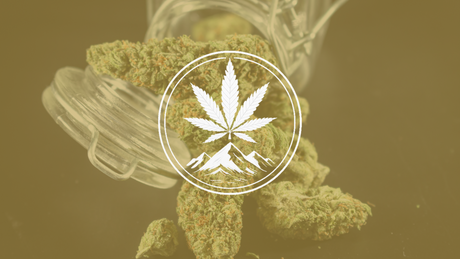 Why THC% Isn’t Everything — What Actually Makes Your High Better